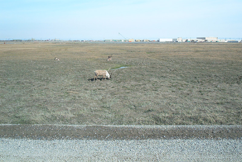 CaribouOnOilfield2