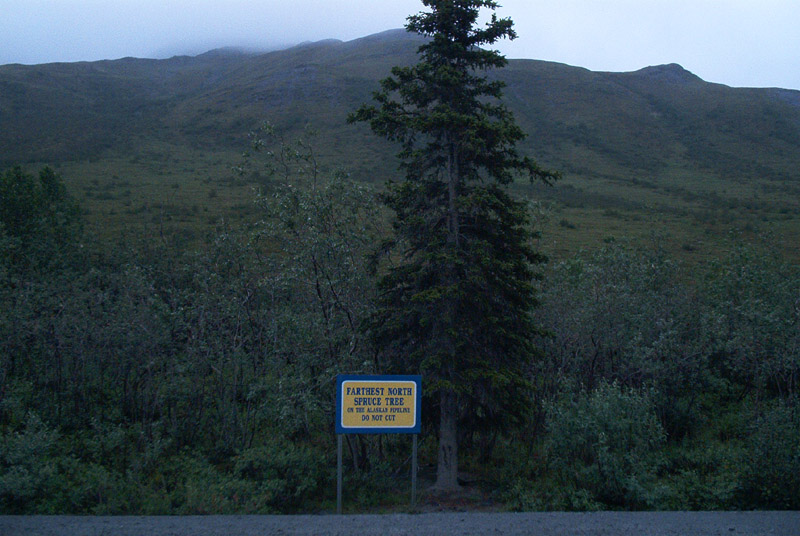 farthestnorthtree