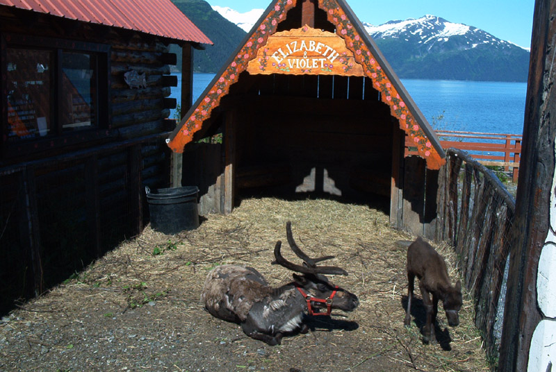 reindeer1