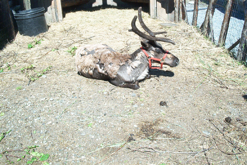 reindeer2